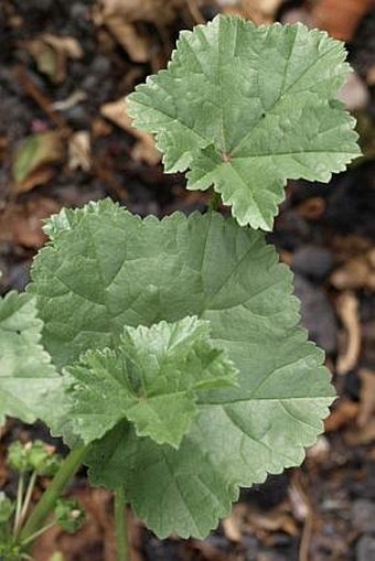 Malva pusilla