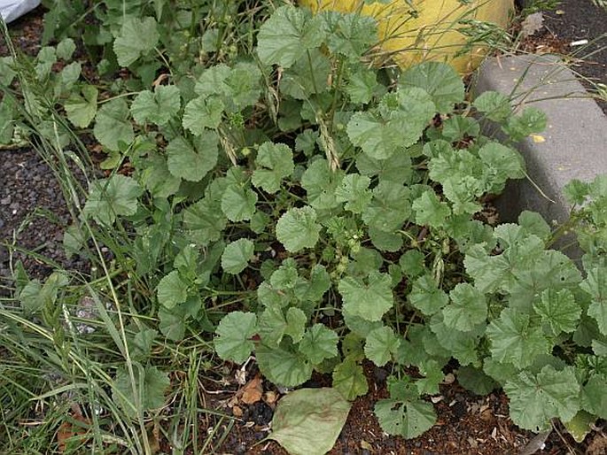 Malva pusilla