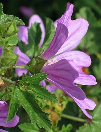 Malva sylvestris