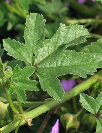 Malva sylvestris