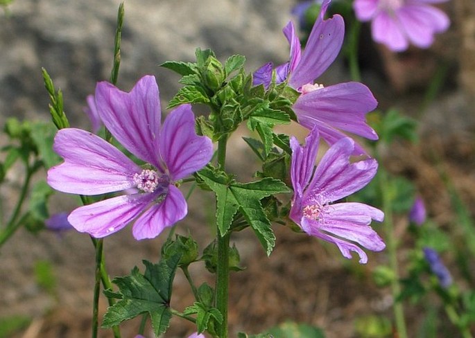 MALVACEAE Juss. – slézovité / slezovité