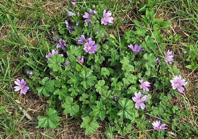 Malva sylvestris