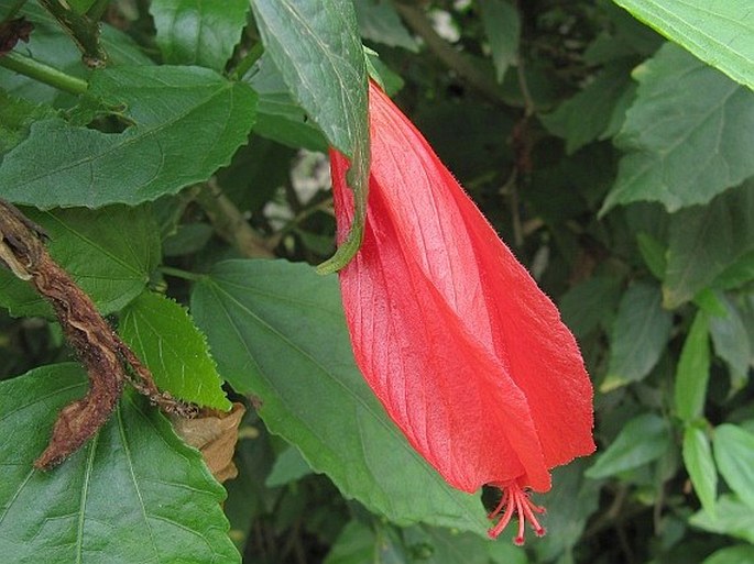 MALVAVISCUS PENDULIFLORUS DC. - skornoutec