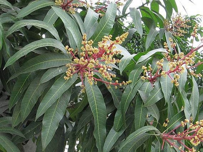 MANGIFERA INDICA L. - mangovník indický