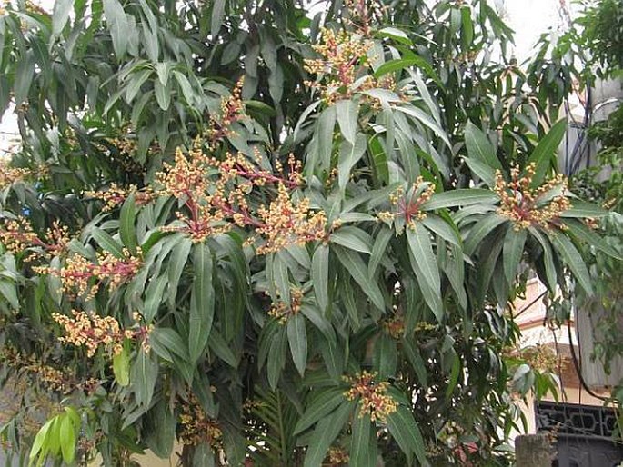 Mangifera indica