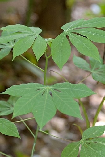 Manihot esculenta