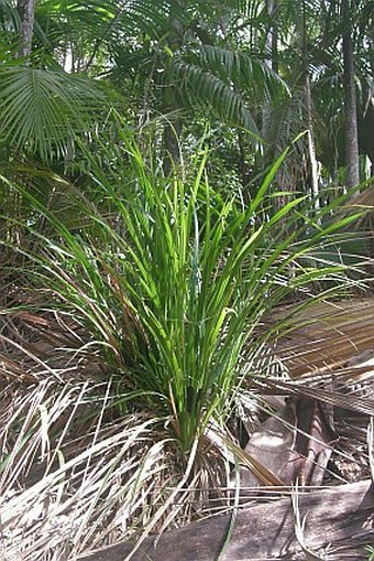 Mapania floribunda