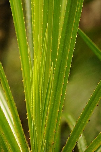 Mapania floribunda