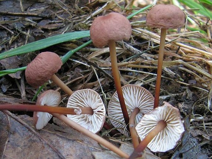 Marasmius scorodonius