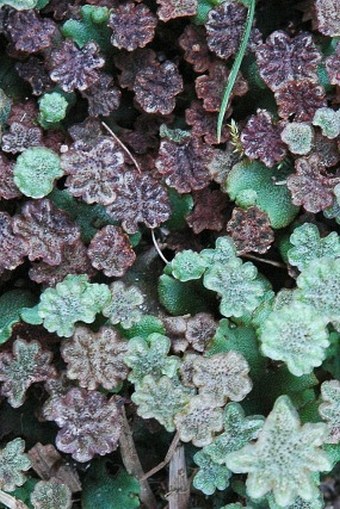 Marchantia polymorpha