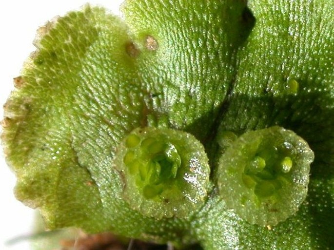 Marchantia polymorpha