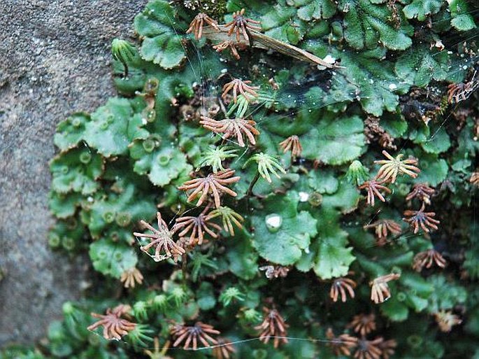 Marchantia polymorpha