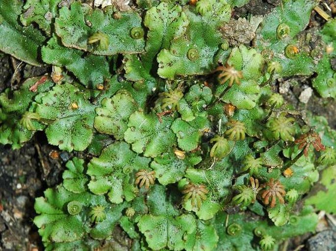 Marchantia polymorpha