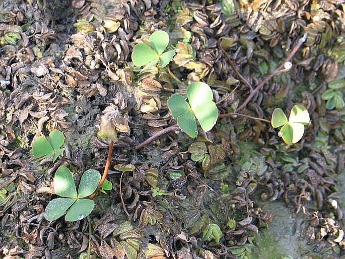 MARSILEA QUADRIFOLIA L. - marsilka čtyřlistá / marsilea štvorlistá