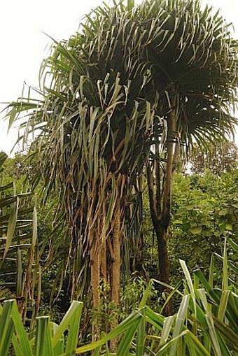 Martellidendron hornei