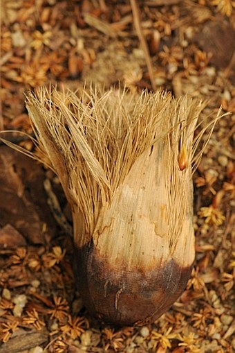 Martellidendron hornei