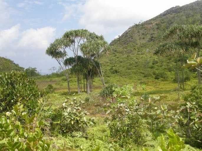 Martellidendron hornei