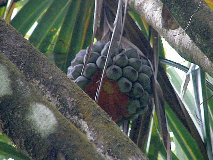 Martellidendron hornei