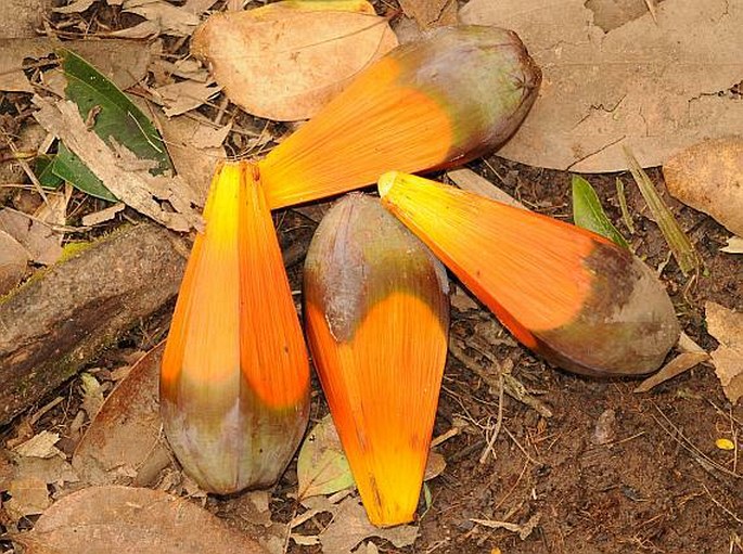 Martellidendron hornei