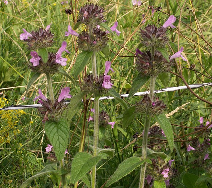 Clinopodium vulgare