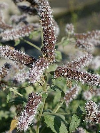 Mentha longifolia