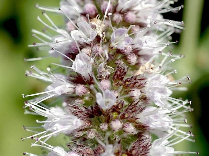 Mentha longifolia