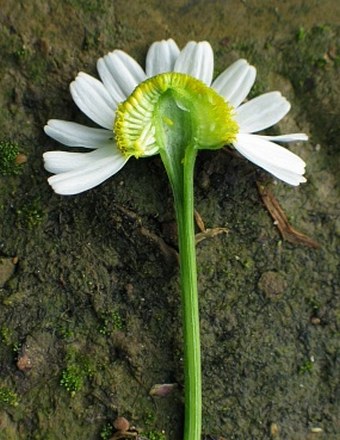 Matricaria chamomilla