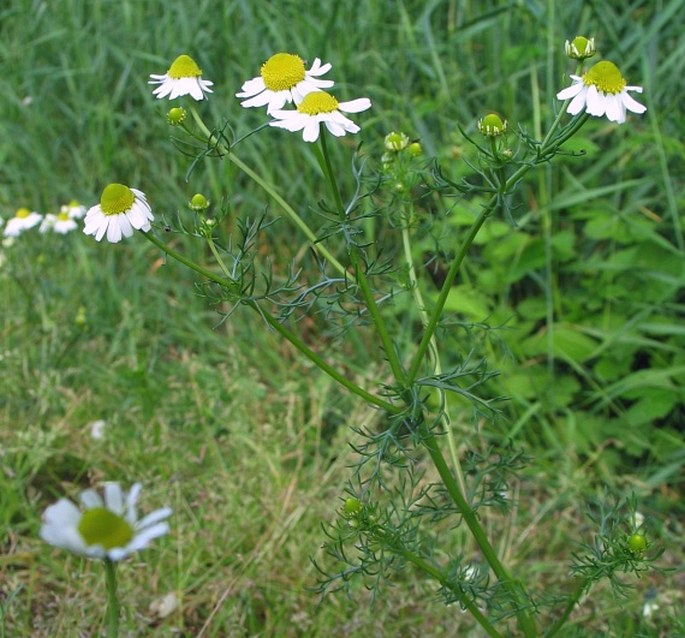 Matricaria chamomilla