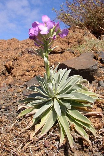 Matthiola maderensis