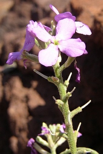 Matthiola maderensis