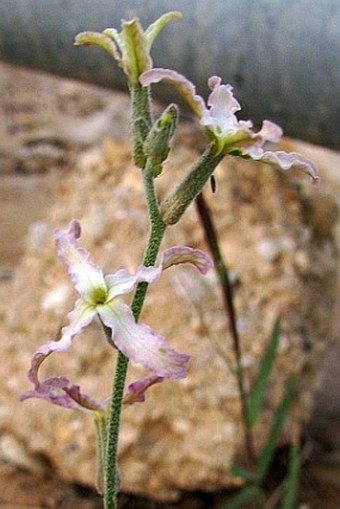 Matthiola arabica