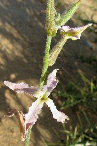 Matthiola arabica