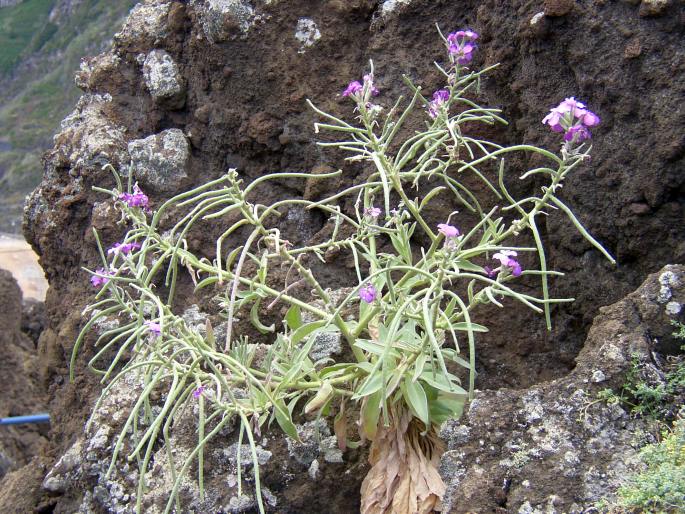 Matthiola maderensis