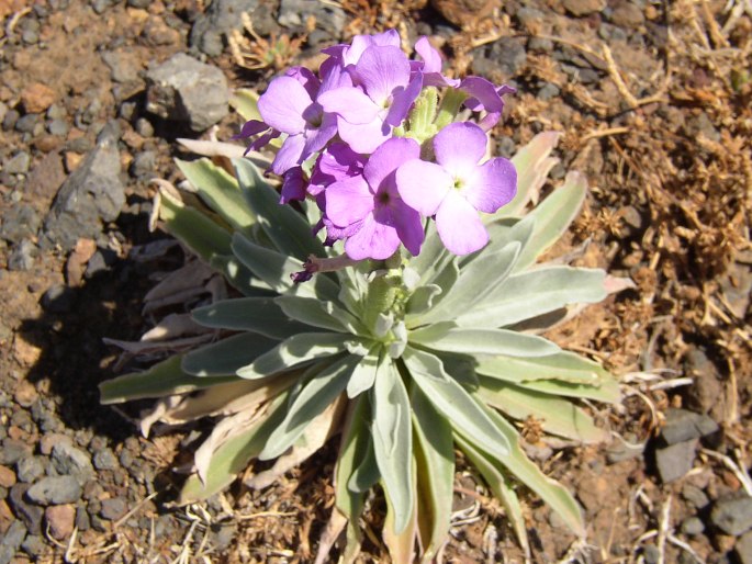 Matthiola maderensis