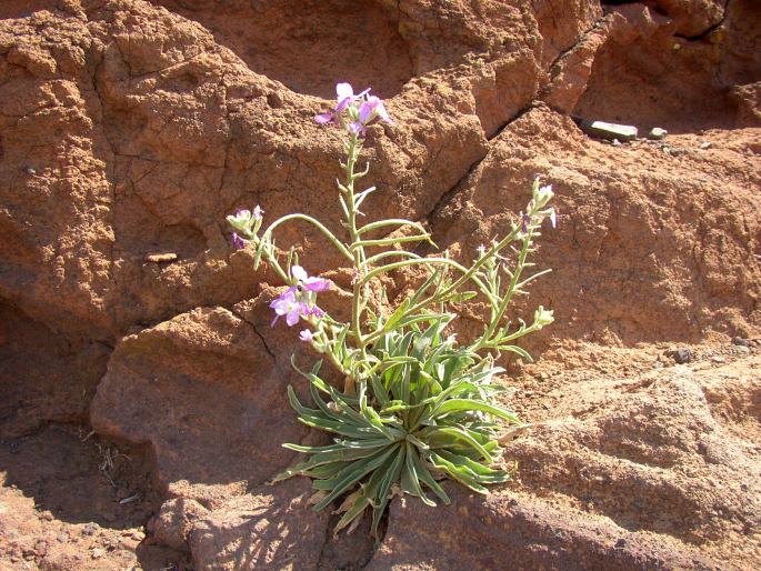 Matthiola maderensis