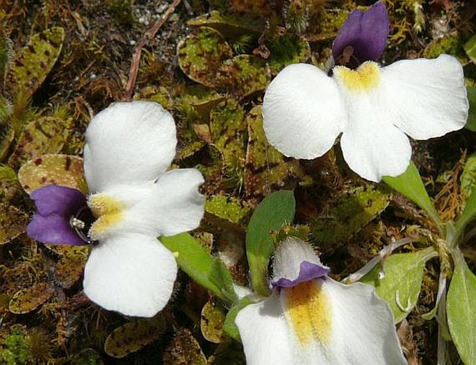 Mazus radicans