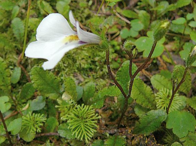 Mazus radicans