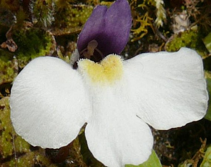 Mazus radicans