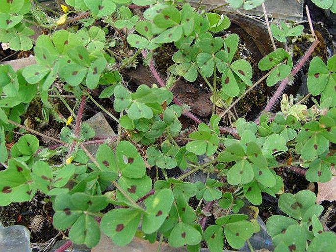 Medicago arabica