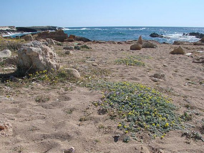 Medicago marina