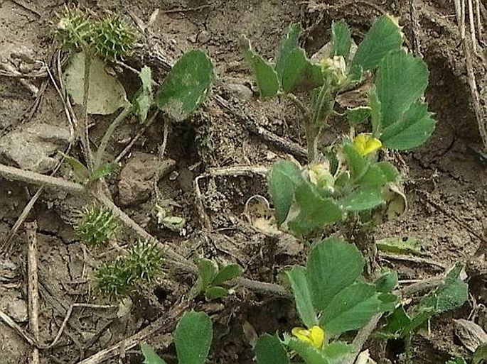 Medicago minima