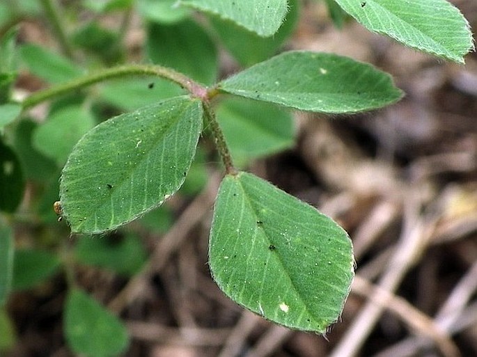 Medicago minima