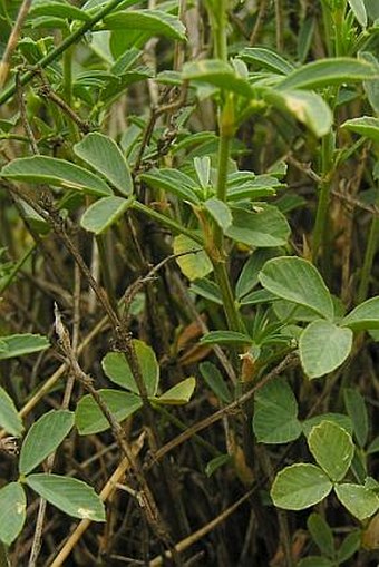 Medicago prostrata