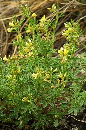 Medicago prostrata