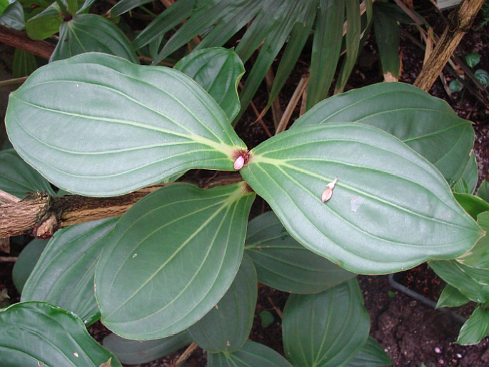 Medinilla speciosa