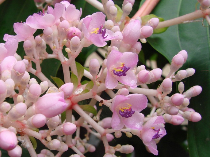 Medinilla speciosa