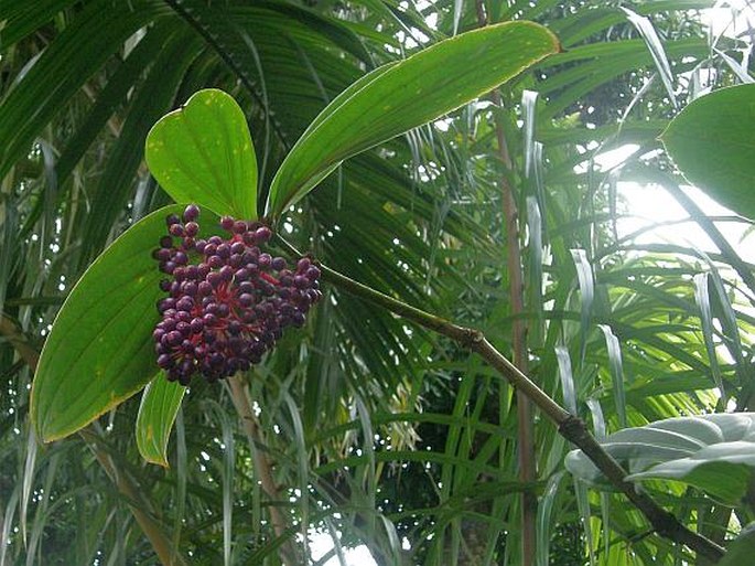 Medinilla speciosa