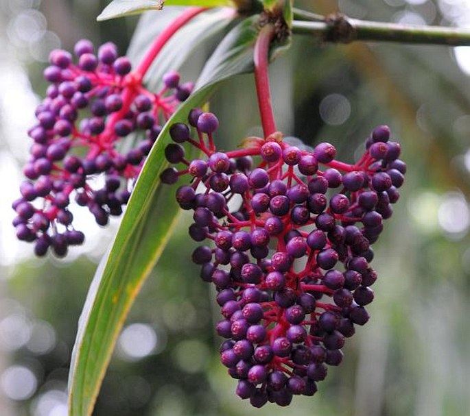 Medinilla speciosa