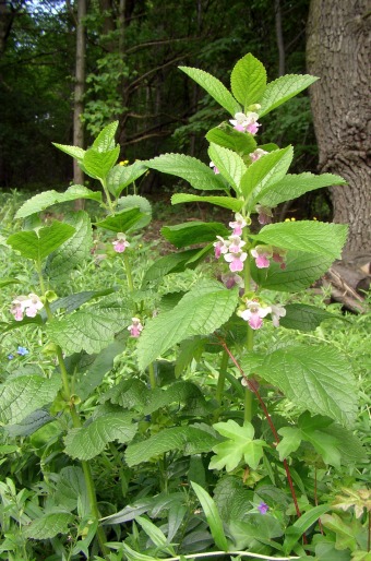 Melittis melissophyllum