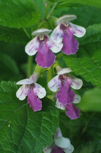 Melittis melissophyllum